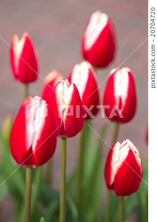 Tulip 20704720