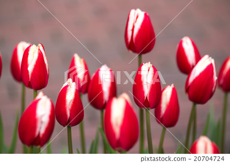 鬱金香 20704724
