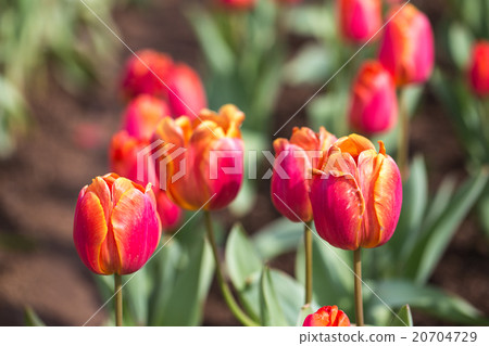 Tulip 20704729