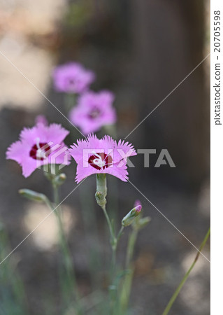 Lovely lion rock Lovely lion rock 20705598