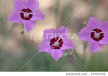 Lovely lion rock 20705599