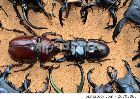 國產甲蟲與Okuwagata Ellafspertakiris Lacodar白種人軟木背景之戰 20705865