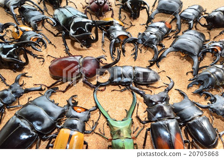 國產甲蟲與Okuwagata Ellafspertakiris Lacodar白種人軟木背景之戰 20705868