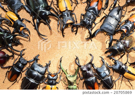 國產甲蟲與Okuwagata Ellafspertakiris Lacodar白種人軟木背景之戰 20705869