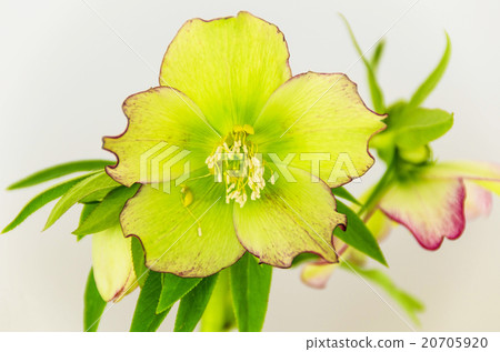 Christmas rose Christmas rose 20705920
