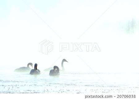 天鵝在晨霧2 20706038