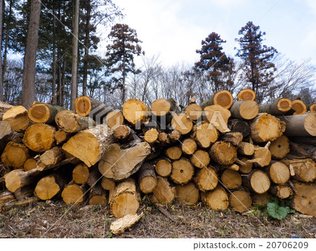 Thinned wood 20706209
