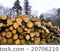 Thinned wood 20706210