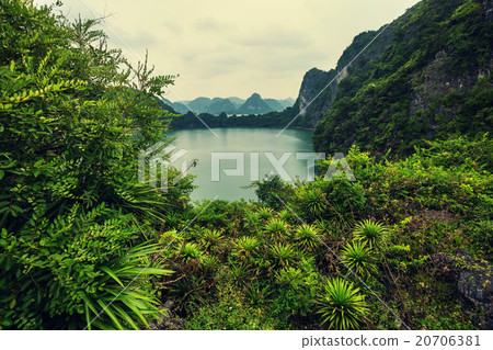 Halong 20706381