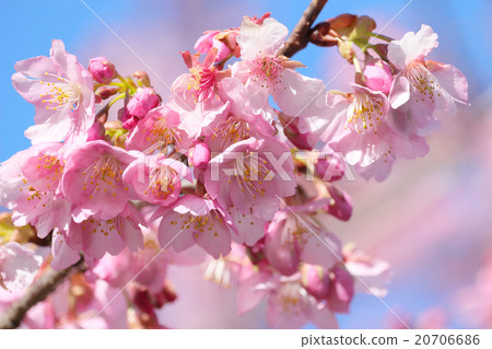 河津櫻花 20706686