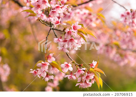 Close up branch of pink cherry blossom. Close up branch of pink cherry blossom. 20706915