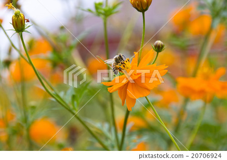 Cosmos and bees 20706924