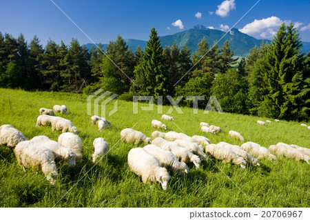sheep herd, Mala Fatra, Slovakia sheep herd, Mala Fatra, Slovakia 20706967