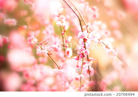 Plum blossom Plum blossom 20706994