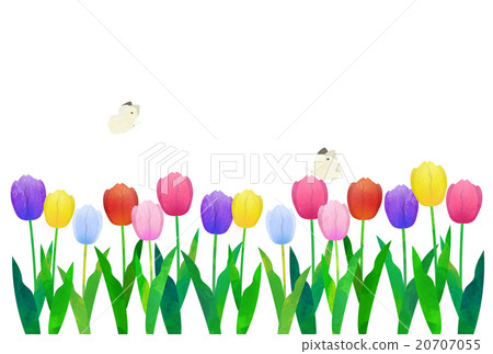 鬱金香領域和蝴蝶 20707055