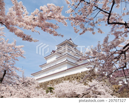 敦賀城堡和櫻花 20707327