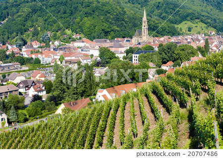 grand cru vineyard, Thann, Alsace, France grand cru vineyard, Thann, Alsace, France 20707486