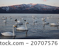 Swans of Lake Kussharo 20707576
