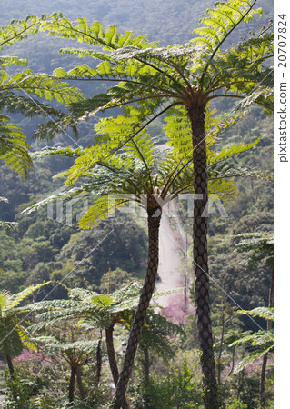 Okinawa's fern 20707824