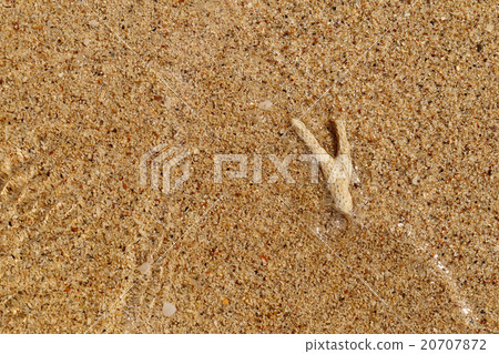 carcass coral underwater on golden sand beach. carcass coral underwater on golden sand beach. 20707872