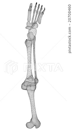 Human leg skeleton Human leg skeleton 20708460