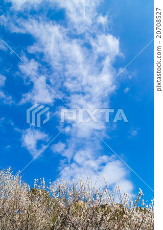梅花梅花林梅林花卉春天旅遊景點熱海景點景點白梅花白梅花 20708527
