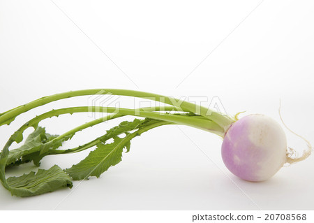 Ayame snowbark 1件 20708568