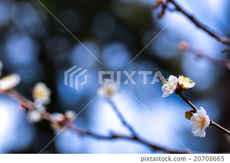 Plum, white plum blossom, plum blossom, flowers, bloom, spring flowers, spring, petals, natural landscape, early spring, outdoor, ume, plum blossom, blue sky, 20708665