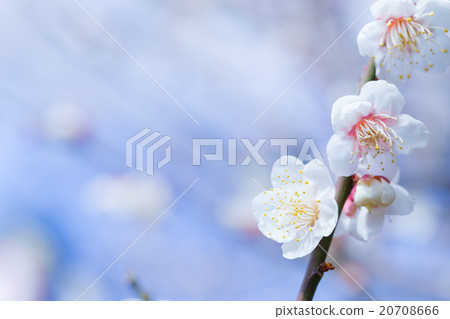 Plum, white plum blossom, plum blossom, flowers, bloom, spring flowers, spring, petals, natural landscape, early spring, outdoor, ume, plum blossom, blue sky, 20708666