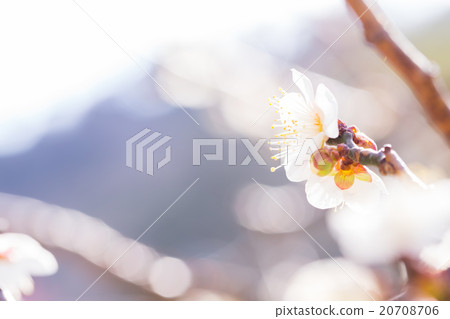 梅花，白梅花，梅花，花卉，花卉，春天的花朵，春天，花瓣，自然景觀，早春，戶外，梅，梅花，藍天， 20708706