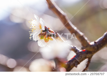 Plum, white plum blossom, plum blossom, flowers, bloom, spring flowers, spring, petals, natural landscape, early spring, outdoor, ume, plum blossom, blue sky, 20708707