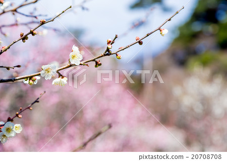 Plum, white plum blossom, plum blossom, flowers, bloom, spring flowers, spring, petals, natural landscape, early spring, outdoor, ume, plum blossom, blue sky, 20708708