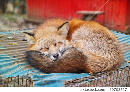 Sleeping fox 20708737
