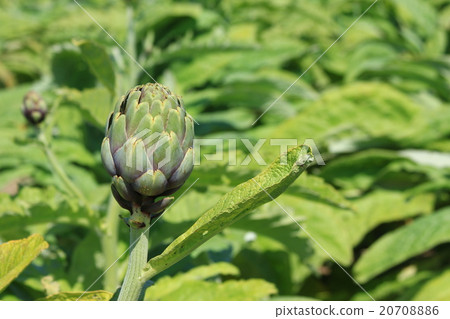 Artichockes Artichockes 20708886