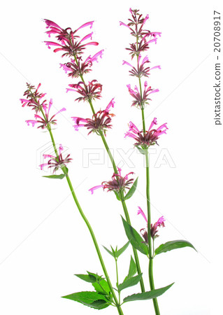 Agastache mexicana 20708917