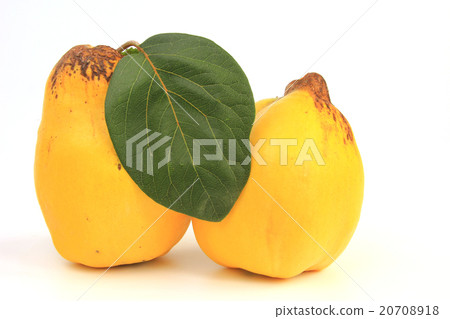 Quince (Cydonia oblonga) 20708918