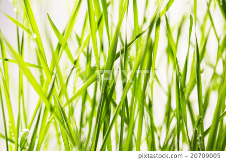 fresh green grass with water drops close-up 20709005