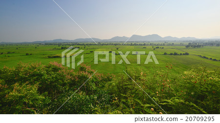 rice field (focus field) rice field (focus field) 20709295