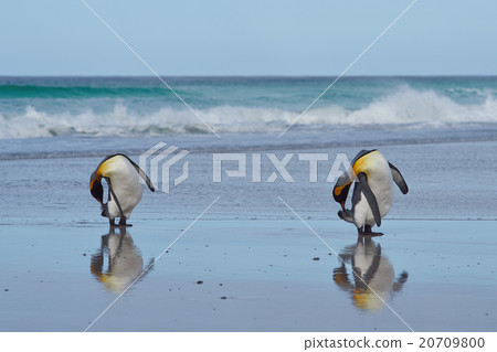 King Penguins Preening 20709800
