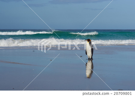 King Penguin - Falkland Islands 20709801