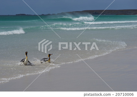 King Penguins - Falkland Islands 20710006