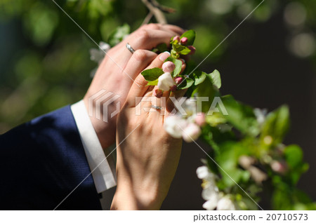Hand of  bride and groom touch blossoming branch 20710573