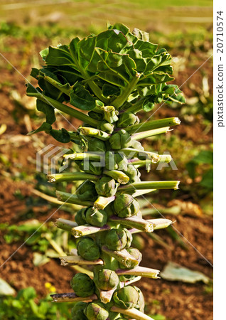 Brussels sprouts on a field Brussels sprouts on a field 20710574