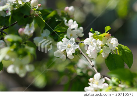Blooming twigs in spring. Blooming twigs in spring. 20710575