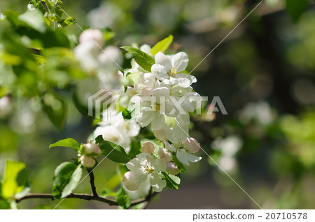 Blooming twigs in spring. Blooming twigs in spring. 20710578