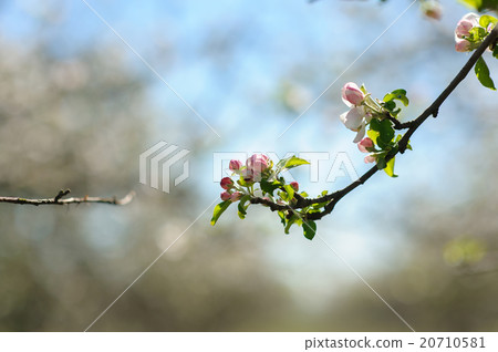 Blooming twig of apple. Blooming twig of apple. 20710581