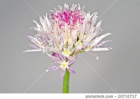 chive blooming chive blooming 20710717