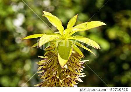Pineapple flower, Eucomis comosa Pineapple flower, Eucomis comosa 20710718