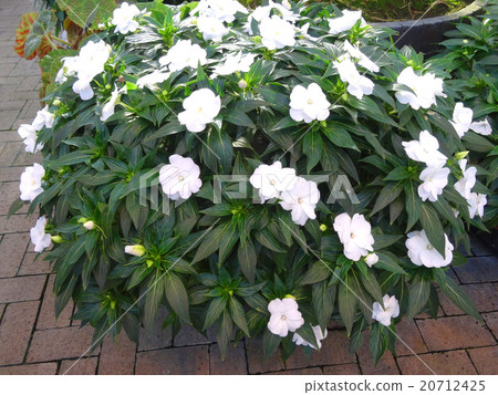 Impatiens 20712425