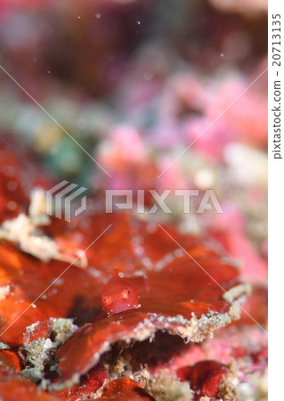 Dango fish Dango fish 20713135